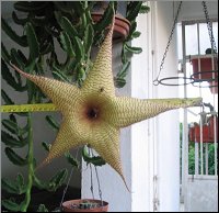 Stapelia gigantea 33 cm